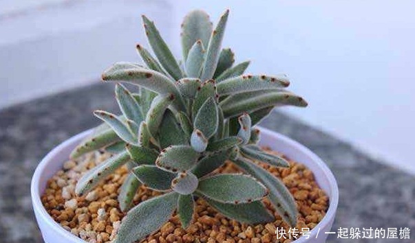 主人|此花就像熊猫的爪子,花语是珍贵,保佑主人一帆风顺!