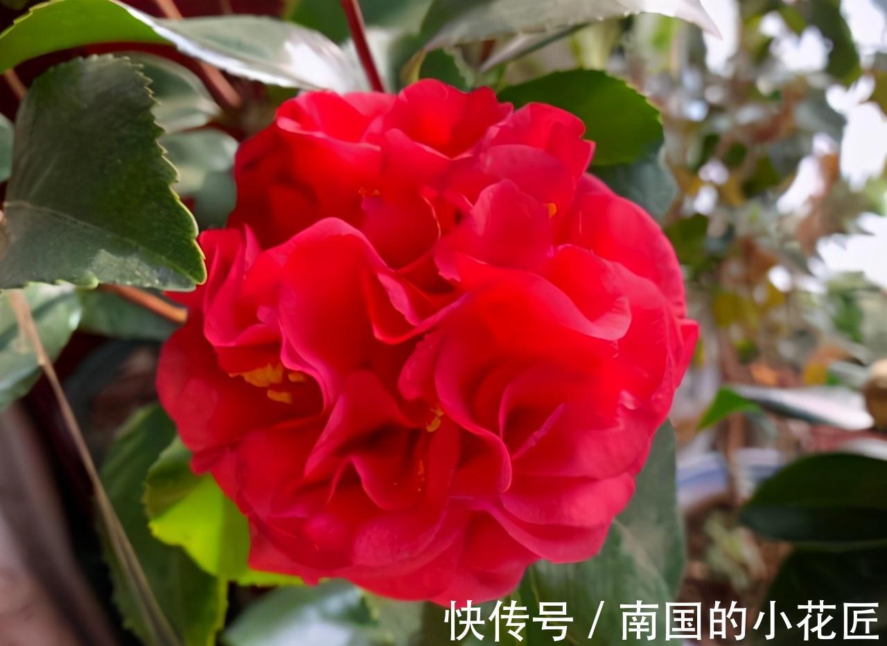 别养月季了,此花美若牡丹,花型大如脸盆,花期长达小半年