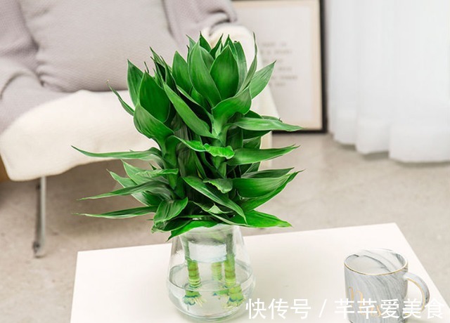 观音竹|建议养花人:4种花,别看不上,养护容易寓意好