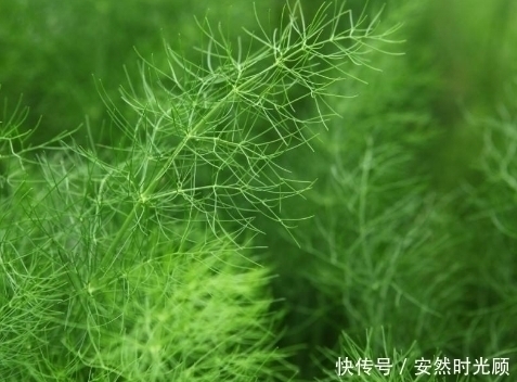 小茴香|女人常吃此物,子宫越来越干净,不想满脸皱纹可以试试