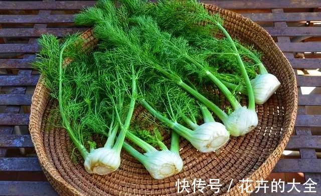 穿心莲|这6种长在地里的“天然青霉素”，隔三差五吃一回，常吃少生病