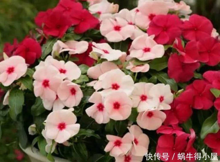 4种花适合夏天养,开花爆盆花期长,家里变成一片花海