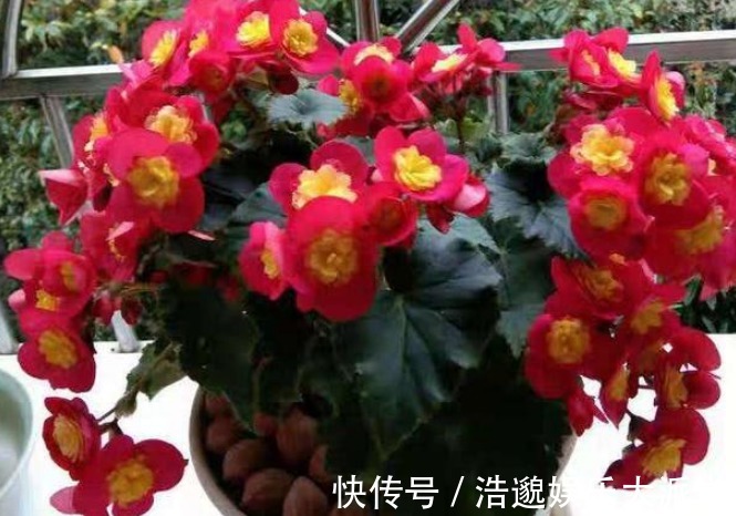 最适合送给“老阿姨”的4种花,花色艳,观赏性高,特别有格调!