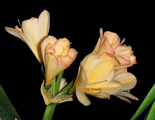 养君子兰“不费钱”,一种“垃圾”吃下去,花箭翻番,花朵爆破盆