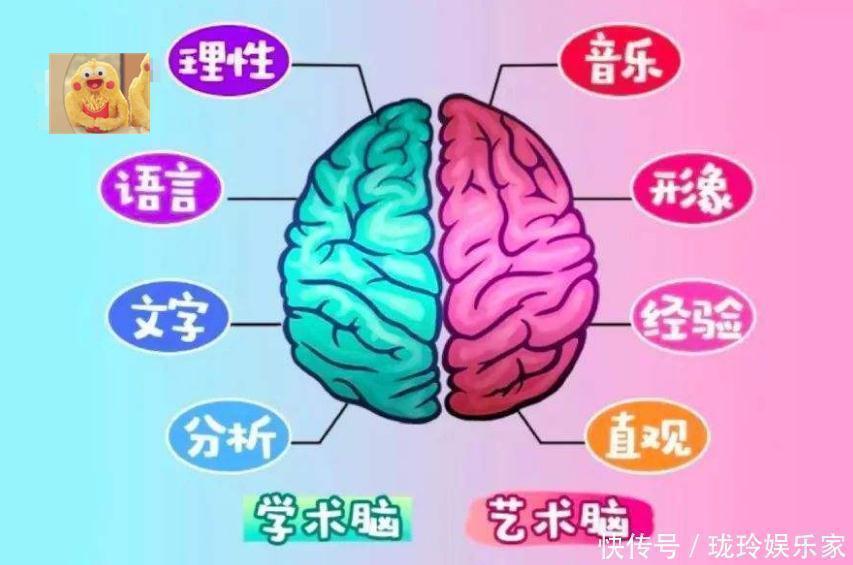 脑型|如何判断孩子是左脑型,还是右脑型有3种特点的孩子更聪明