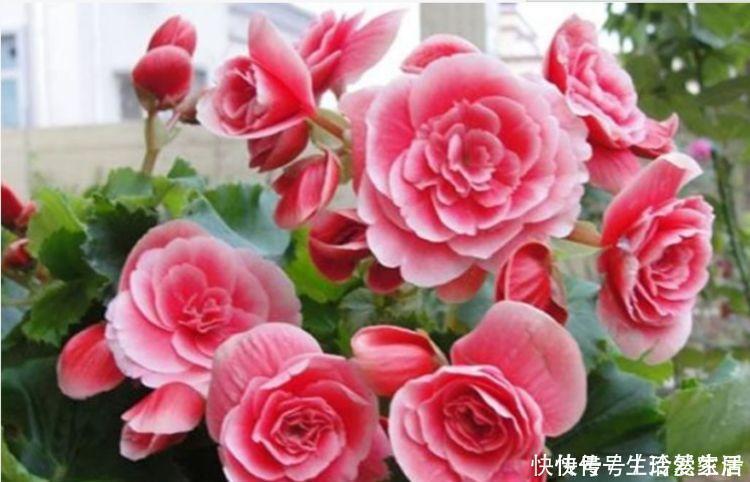 夏炎热|这些花卉美过玫瑰,好养又漂亮,花姿优美,满屋飘香