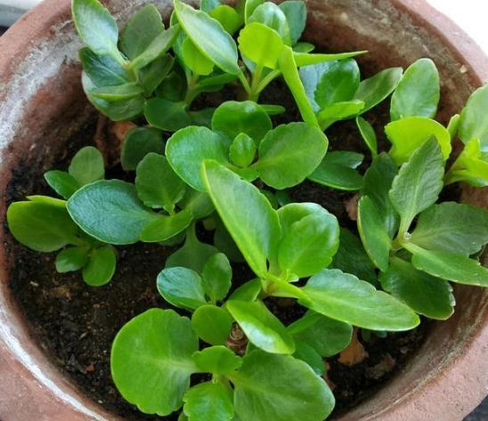 盆栽|夏季盆栽长寿花,重点注意这2方面,秋冬方能蹭蹭花开爆满盆