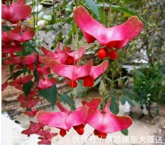 金元宝|传说中的“摇钱树”原来长这样,花型好奇特,我都想养1棵在家里