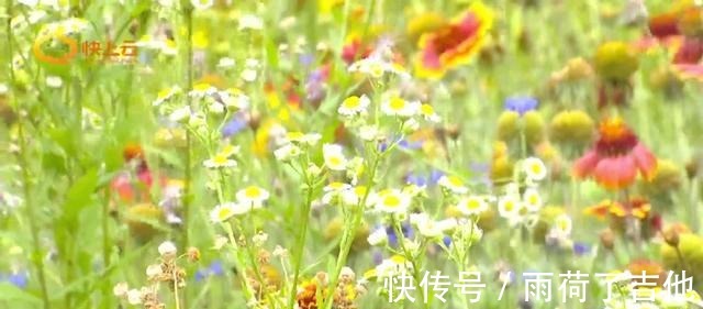 欧石竹|夏日醉美弥河畔 绚丽花海游人不断！