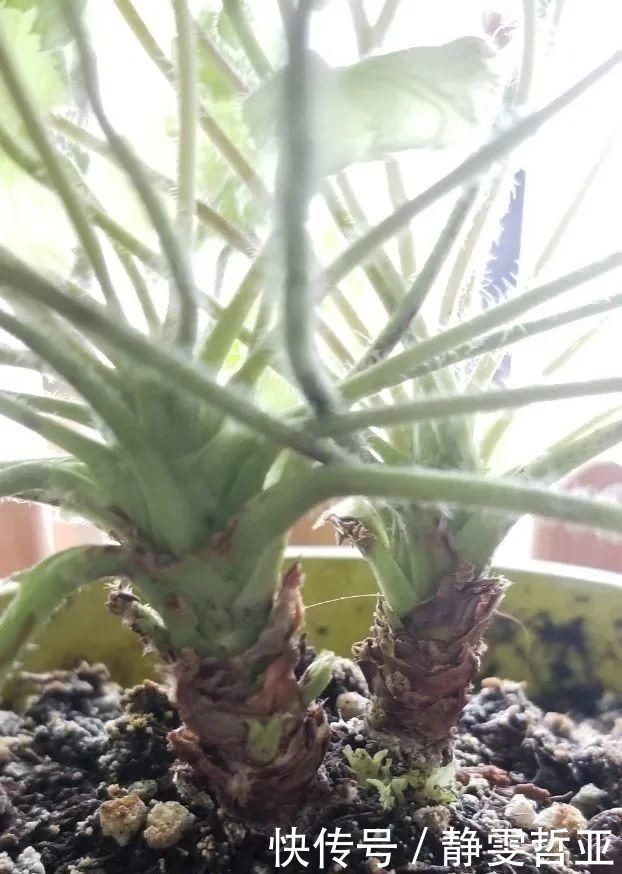 虎皮兰,红掌,吊兰养成老桩,变成大树,真壮观