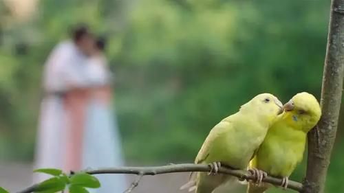 落水漫画替,打仗漫画替,那还看什么电视剧,直接看漫画不香吗?