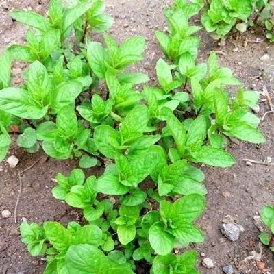 卧室放了2种花,天气再热也不怕失眠,净化空气很干净