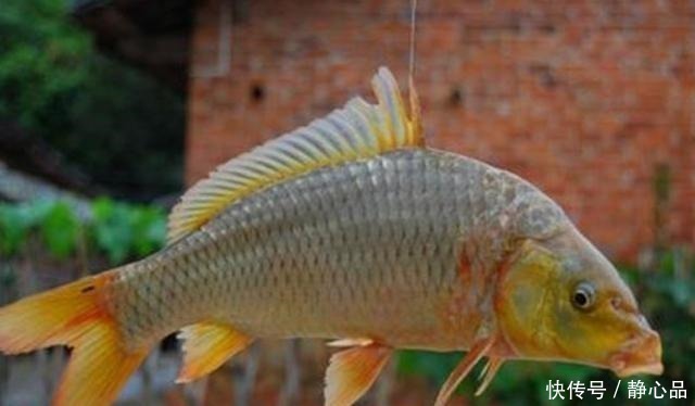 玉米粉|伏天一热,我就只想用这鲤鱼饵,十用九灵,试过的人都拍案叫绝