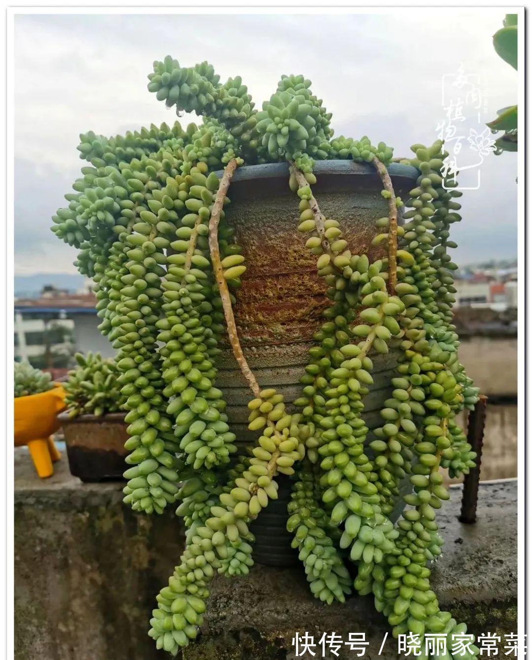 百科|多肉之路,让我沉醉,浮世三千,有肉就欢!