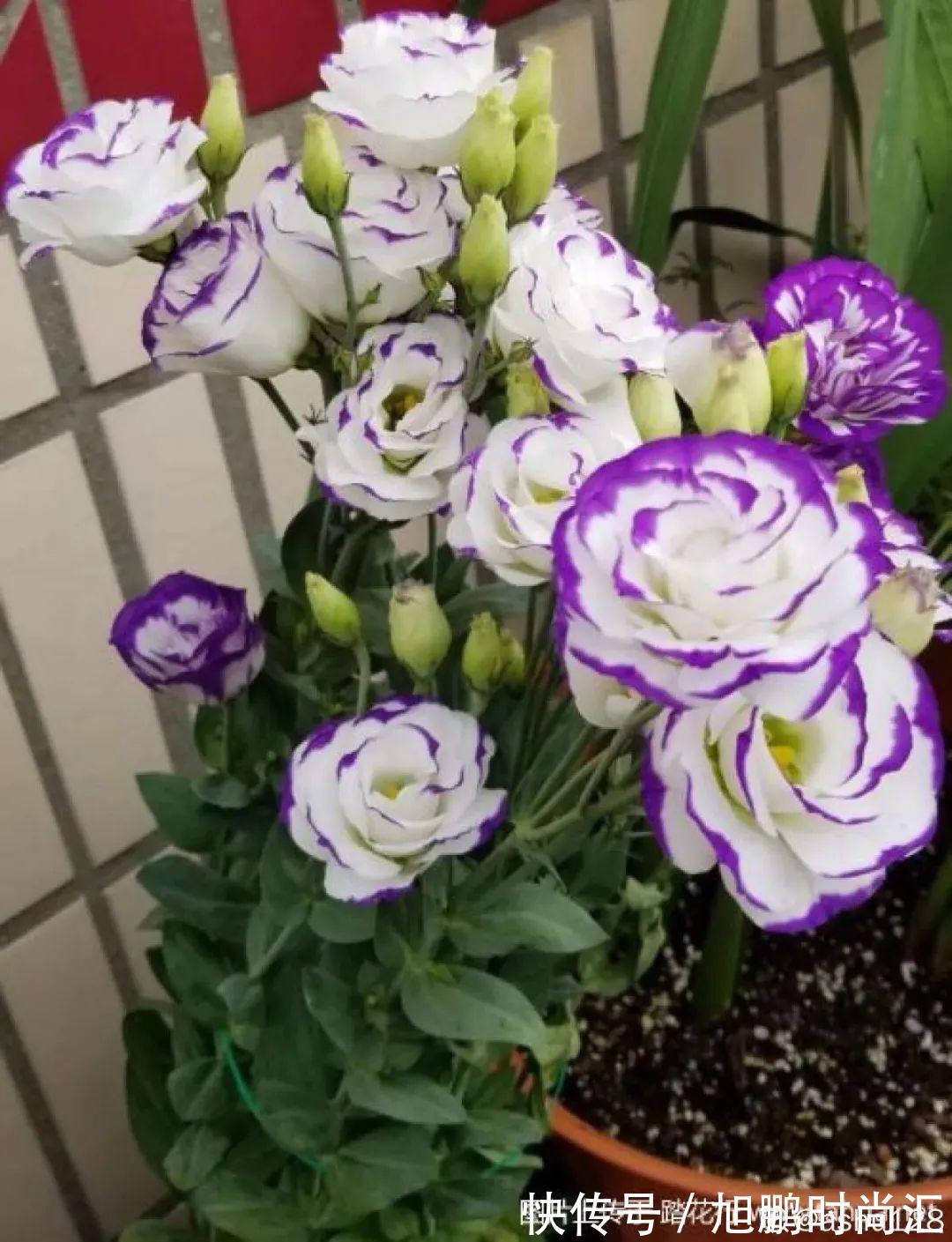 30种夏天花，热不死、晒不死，大半年都开花，还没病虫害