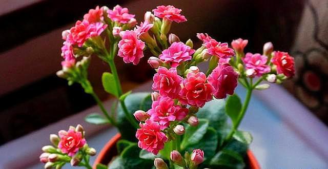 扦插长寿花,就用这方法,怎么扦插都成活,长根特别快!