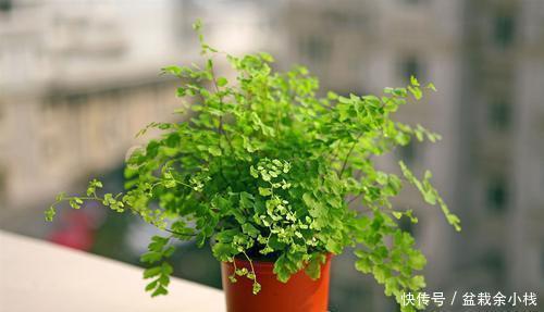 养花|6种耐阴花，最怕太阳晒，家里采光不好也能养，看看你养了几种？