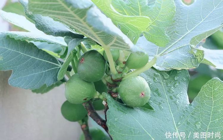 130㎡大露台，花1年改造成“花草蔬果园”，体验屋顶上的田园生活