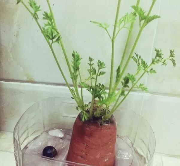 香菜|这5种菜根适合水培,直接放水里,长出小盆栽叶子也鲜美