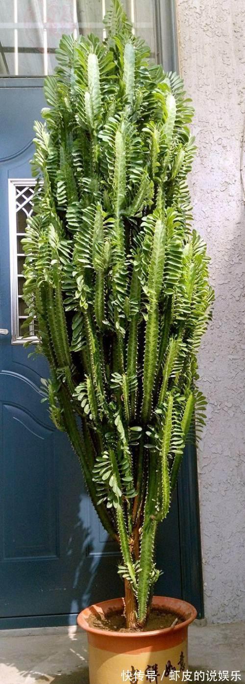 寿命长的“3种花”，最喜欢用小盆栽种，盆越“小”长得越好