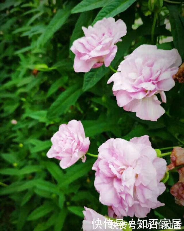 养花技巧：折腾不死的25种花，咋养都爆盆，懒人最适合