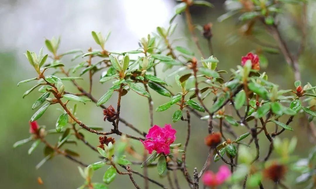 来林芝赏绝美的高山杜鹃花~赶紧带上相机去拍大片吧！