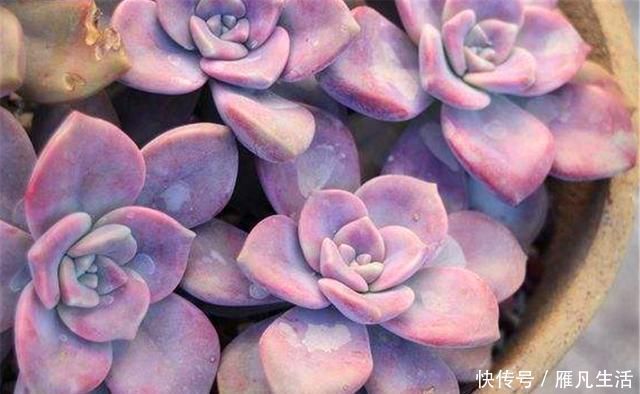 光照|多肉中的潜力股,比吊兰好养,比玫瑰漂亮3招养成绚丽悬崖桩