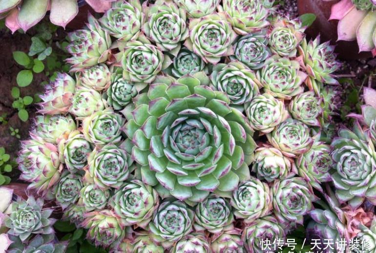 老桩|养多肉我一般不建议施肥，但这种多肉适当地施肥却可以养得更好