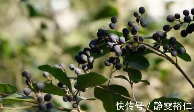補血|人到中年要會吃，多吃3種食物，滋肝明目，補血益氣，營養又健康