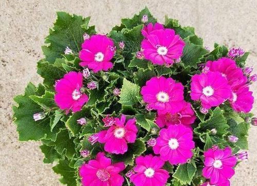 壮叶|用啤酒养花,按照4步操作,盆栽根壮叶绿长势旺,植物花多色艳