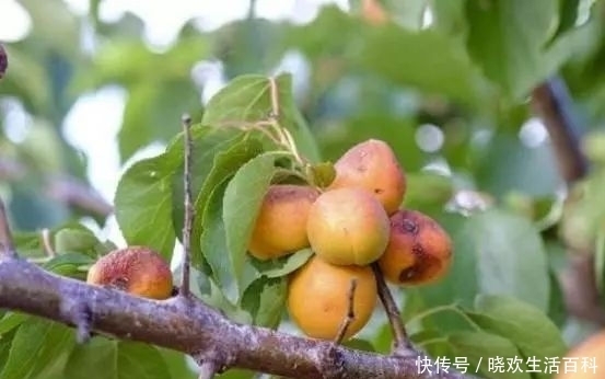 种野果子|北方的传统美食,在树上风干才有人吃,味道甘甜,城里一斤60元!