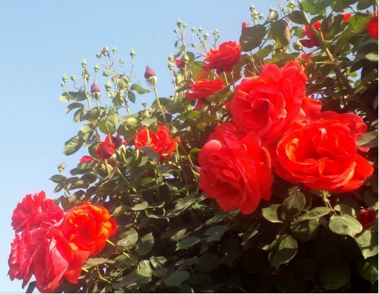 你是养花杀手学习简单四个小技巧，让你的花枝繁叶茂