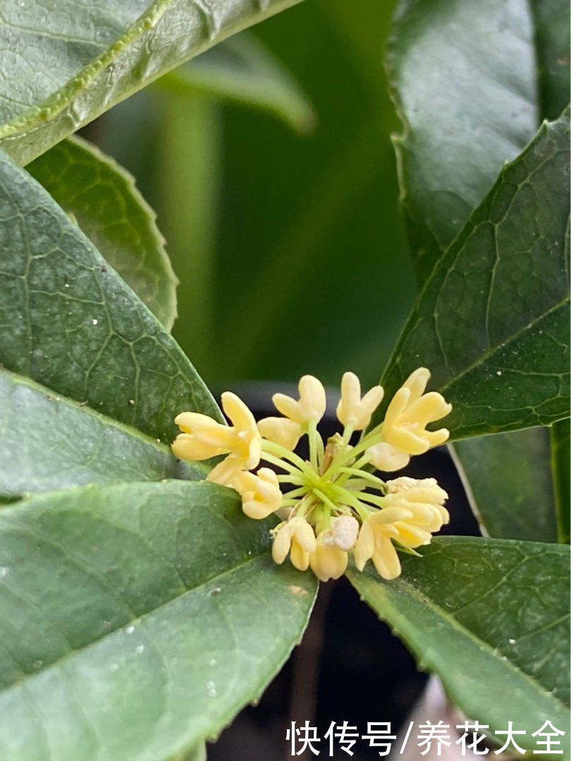 家里面养6种守家树，开花红红火火，一年到尾都有好兆头