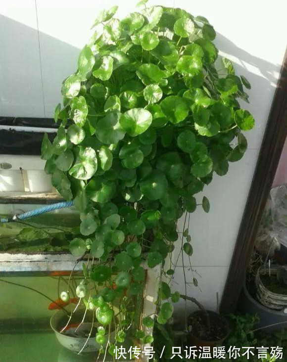 钱多多|养花技巧铜钱草养在这,7天就爆盆,叶子长成巴掌大!