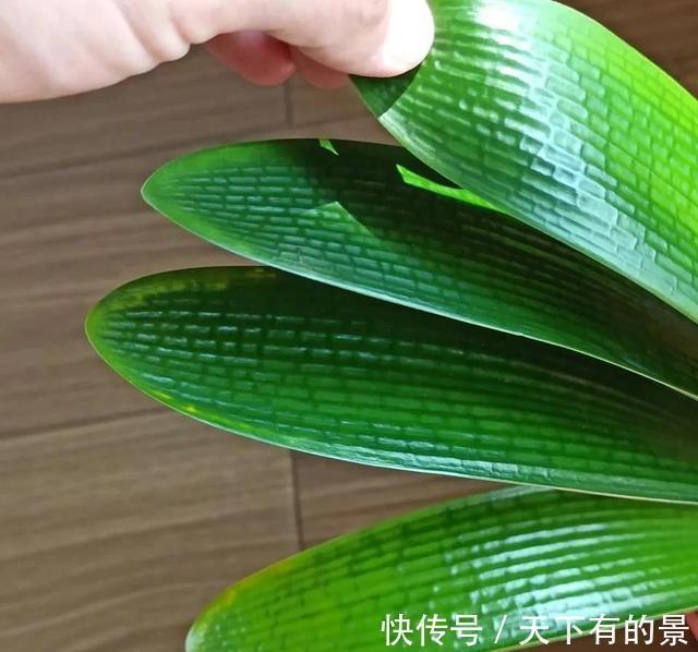 天冷了，这4种花，大肥大水要跟上，年底开爆盆