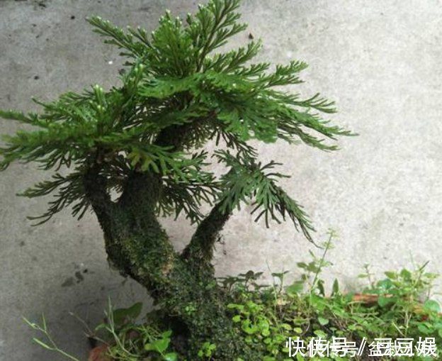 民间|民间的4大花卉,养多少年也不会被淘汰,反而越养越值钱