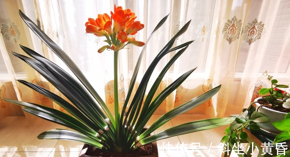 养好君子兰,要注意这些细节,君子兰才能生长旺盛