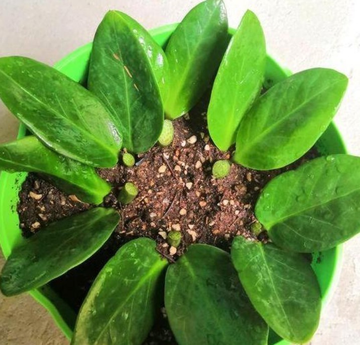 生根剂|3种花“快入盆”,插土里就活,10天生根,养在客厅漂亮又聚财!