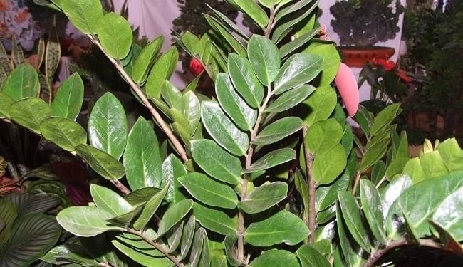  花盆|植物叶子有妙用，简单这样一处理，叶子插进花盆中，又多一盆绿植