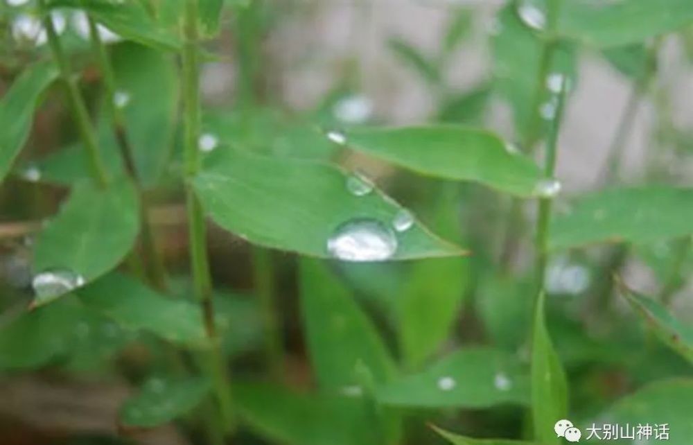  下联|上联：三千杨柳迎春雨，如何对下联