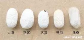 真丝到底贵在哪最专业的“真丝面料”解析,不懂真丝别说你会穿