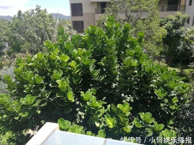 公认难养的20种花,养一盆死一盆,下次还敢买