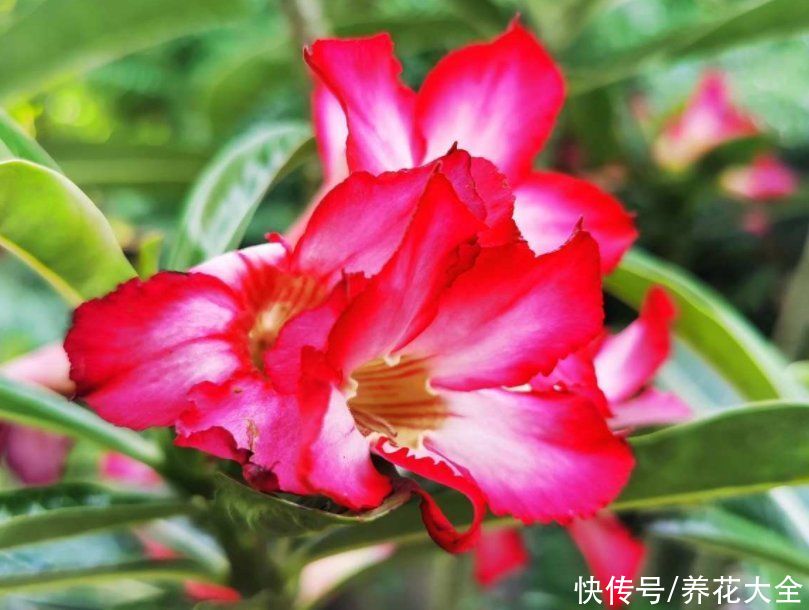 赤玉土|常见植物的配土方式，记住了不吃亏，植物越长越壮