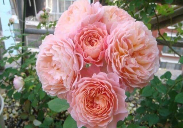 “羽毛”也能开花这花真神气,1个枝条花苞多,花香浓郁