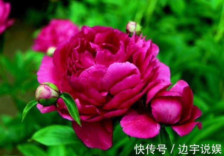 勿忘我|家养4种“真爱花”,夫妻同心同德,好运来,丈夫宠爱幸福满满!