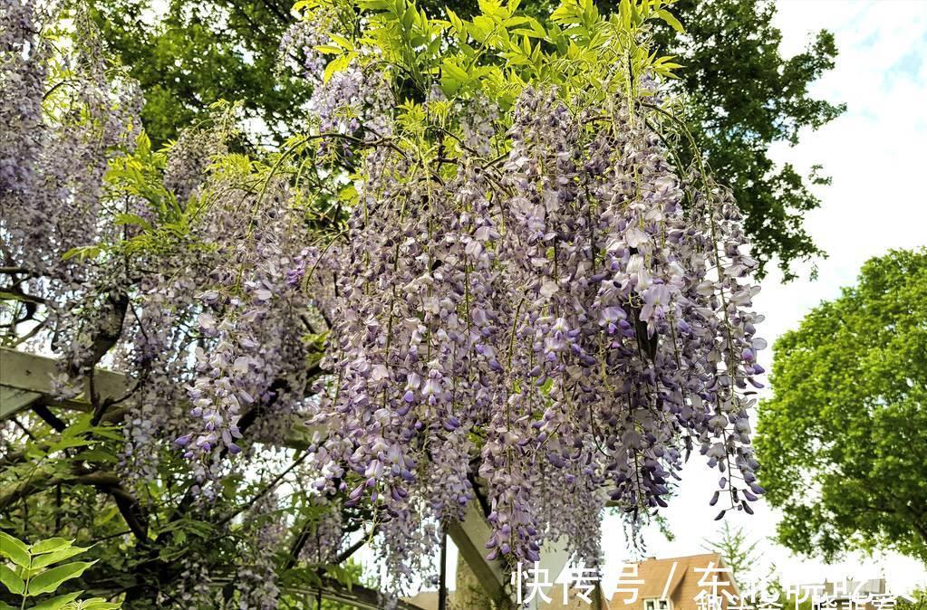 六种“长寿花”,越老越值钱,花开富贵,越养越精贵