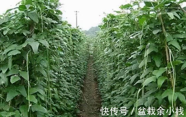 “南菜北运”缓解供应,价格却涨6倍,12元一斤直追菠菜,太疯狂