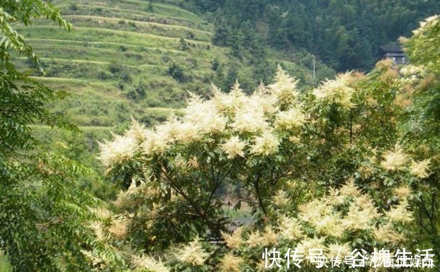 中药|一味中药治牙痛,不用吃,一涂就好,百治百效,妙不可言