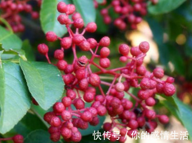 老中医|老中医1把花椒治3病赶走多年湿气,活到80岁无白发!