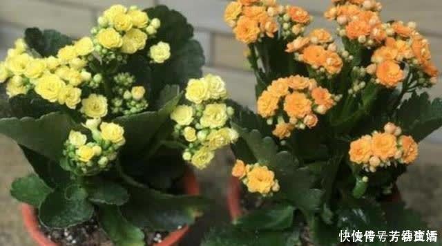 修剪|长寿花开完花，马上给它做“3件事”，很快再次孕蕾开花